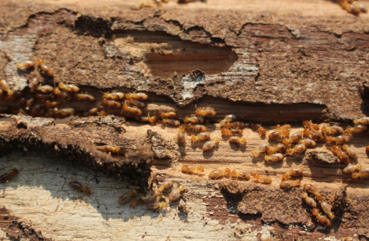 Termites are crucial for maintaining a healthy ecosystem. Image credit: Shutterstock.